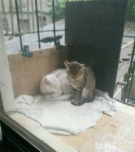 貓跑來家裡生小貓 爐灶對後陽台門化解